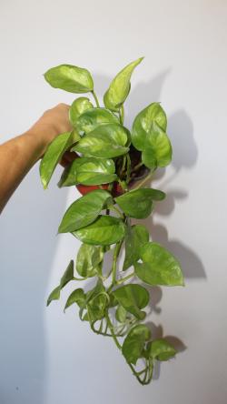 Sadnice - sobne biljke: Epipremnum Aureum Global Green